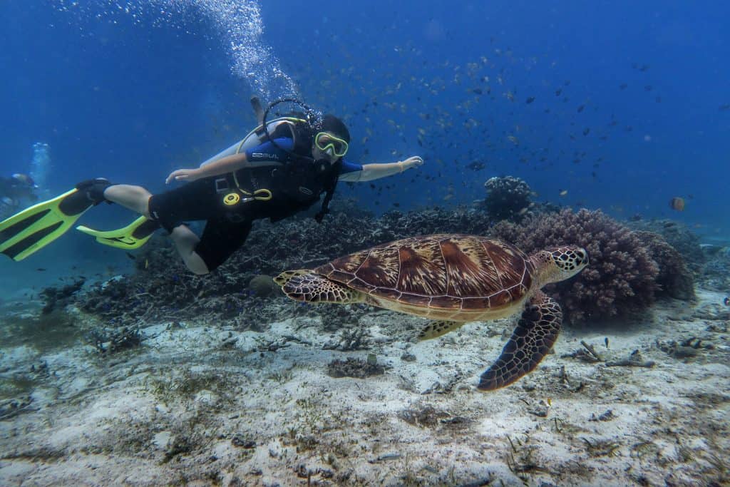 Wander with Shelly scuba diving with a tortoise